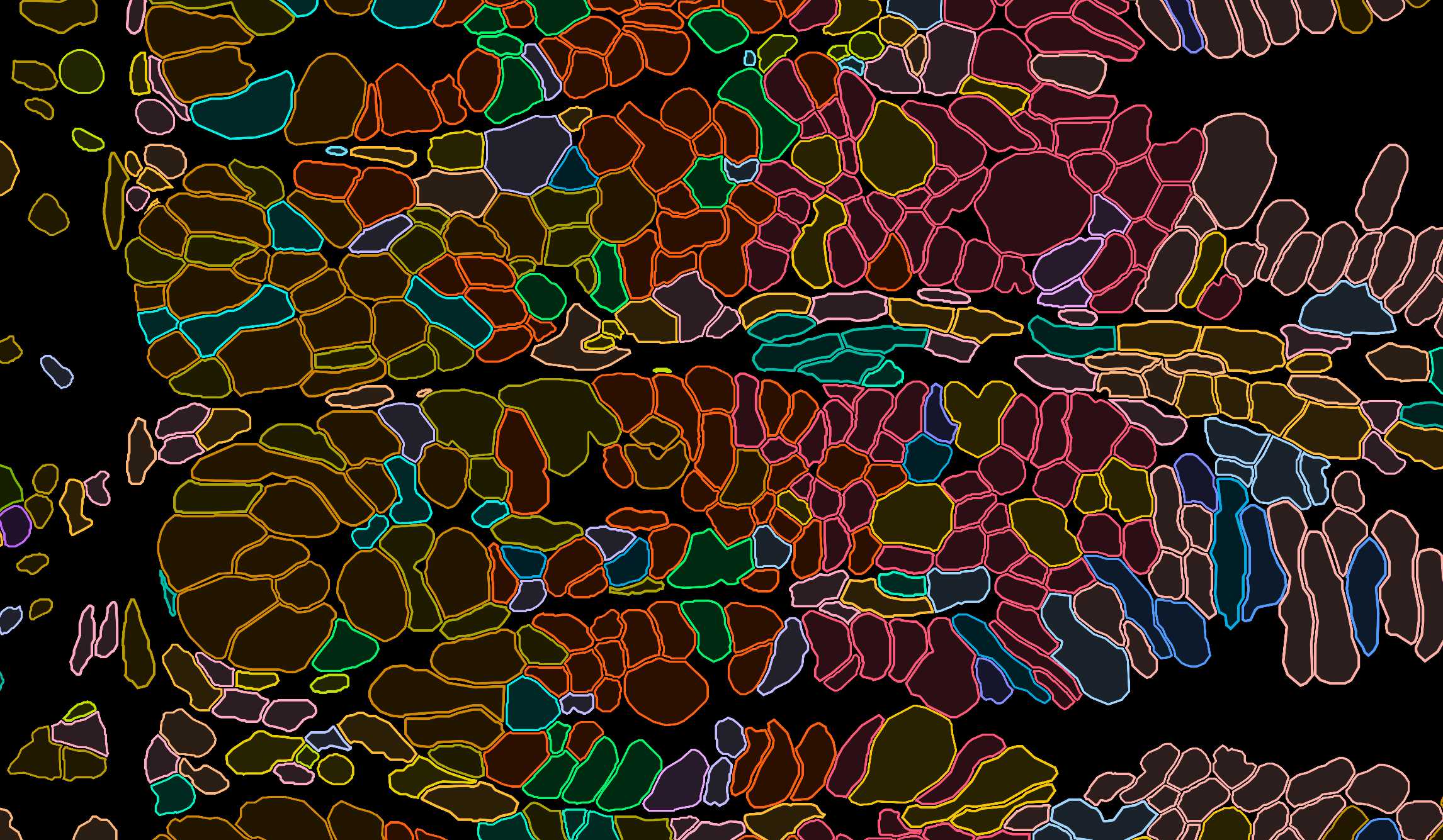 Outlines of the cell shapes
