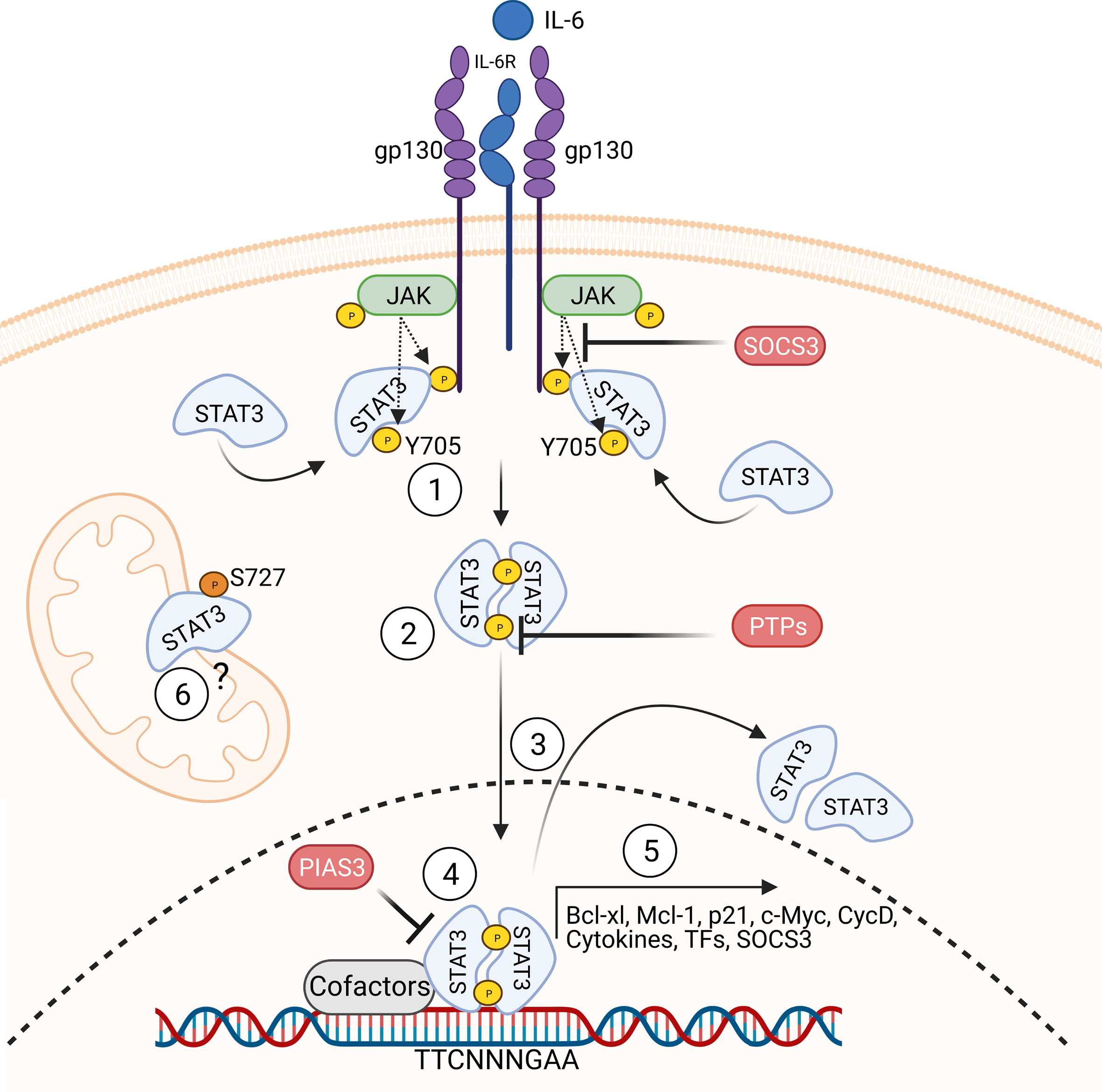 Overview of the STAT3 signaling pathway.