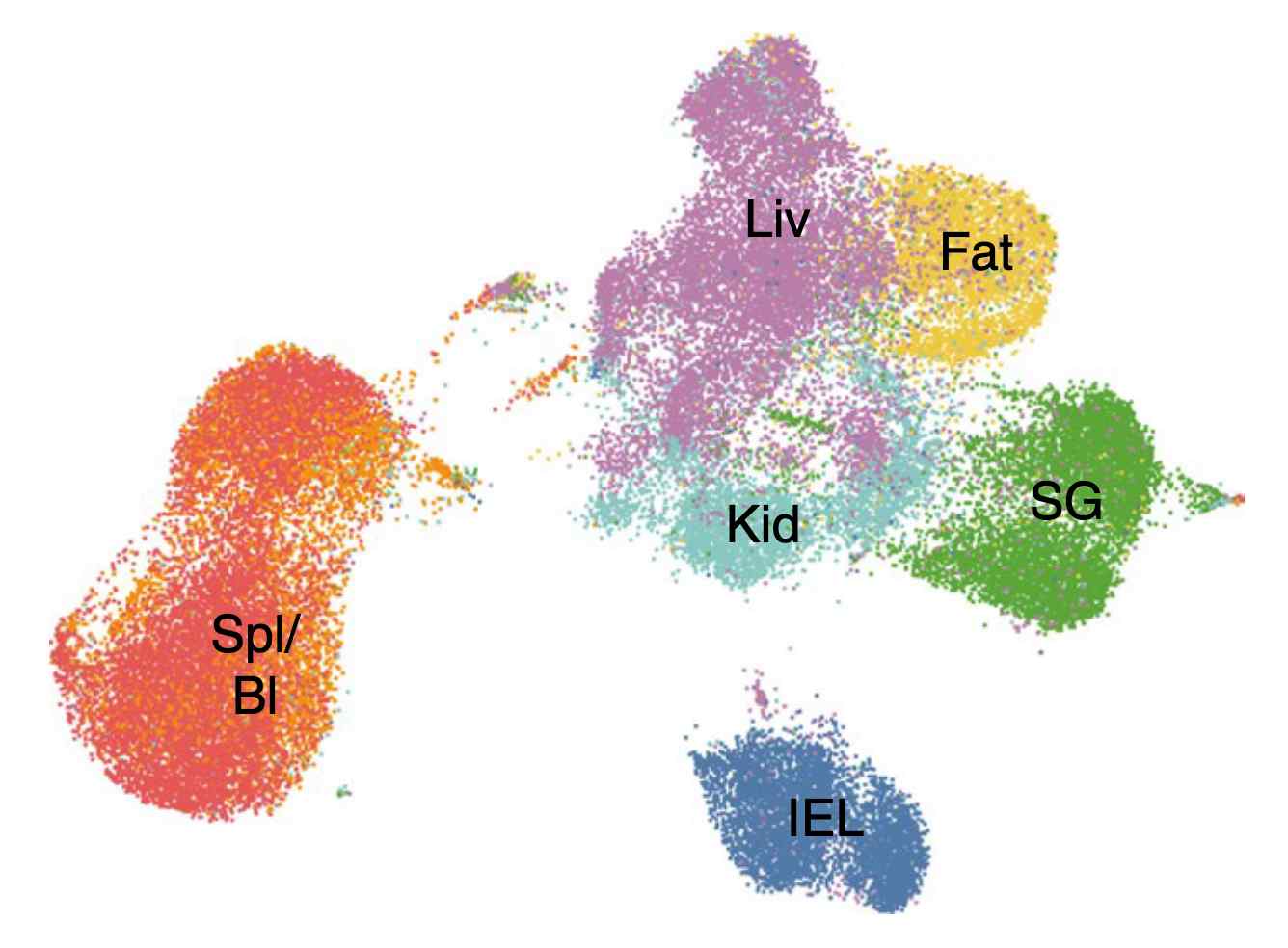 A UMAP of single cell RNA sequencing of TRM cells from various tissues.